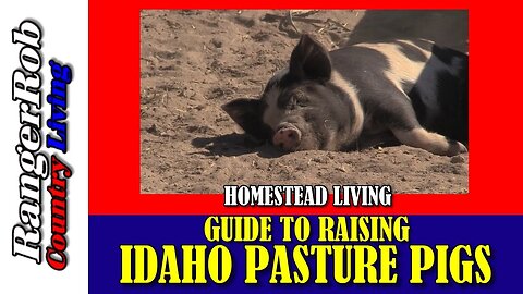 This is the beginner's guide to raising Idaho pasture pigs, feeders, breeders & piglets
