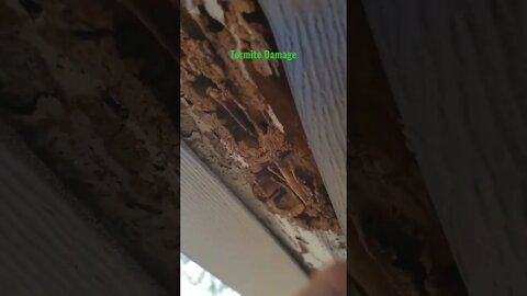 Termites can get behind siding and eat away at your home without you knowing they're there. #termite