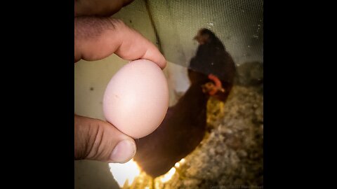 First intact Egg produced!