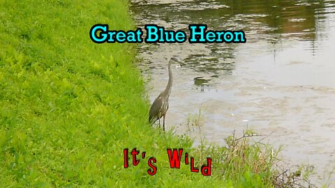 Great Blue Heron On Shore