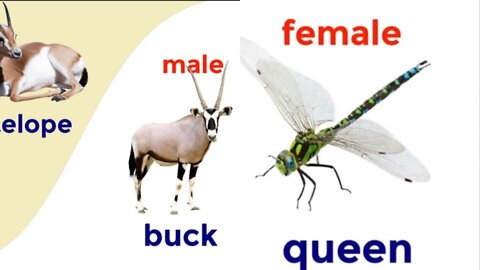 Names of Male And Female Animal - Animals Family