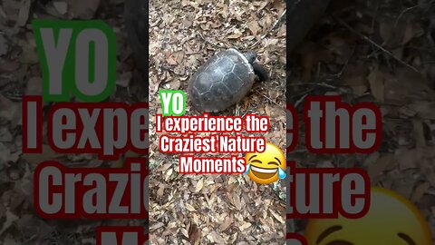 Yo I experience the craziest nature moments 😂 I CAN’T MAKE THIS UP🐢 #Get2Steppin w S2