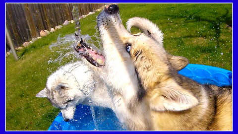 Huskies beyond excited for pool time!