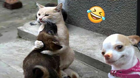 Funny Dogs And Cats Videos 2024 😅 - Best Funniest Animal Videos Of The week