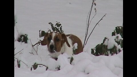 Gypsy, Loopy and Olive go for a romp in the snow.
