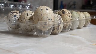 Jumbo Brown Coturnix Quail Egg - This Thing Is Huge!