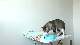 What Is the Cat Doing with His Food