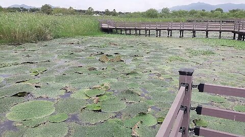 A colony of prickly lotus in a wetland reserve.