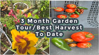 3 Month Garden Update/Best Vegetable Harvest Yet/Green Bean/Jalapeno/Tomato/Day Lillies/Lizard/Texas