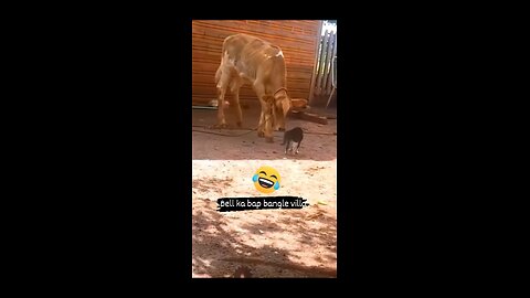 Cute puppy pick a fight with cow