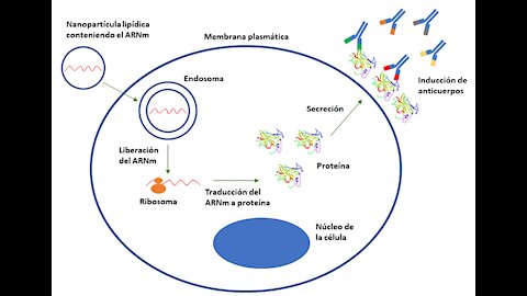 El ARN mensajero y las sincitinas, proteínas retrovirales humanas