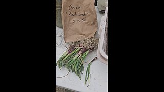 Planting Onions in Dollar Store Cat Litter Pans 02/16/24