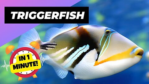 Trigger Fish - In 1 Minute! 🌊 One Of The Most Dangerous Ocean Creatures In The World