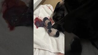 German Shorthair Puppy Being Born