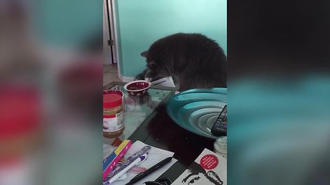 Funny Cat Uses Her Paw To Eat Out Of A Bowl