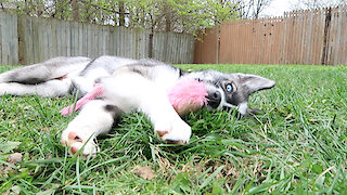 Husky Puppy That Is Raised By Cats