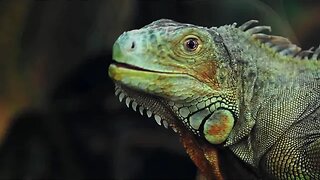 The Truth About Reptilian Shapeshifters: A Conspiracy Theory Investigation