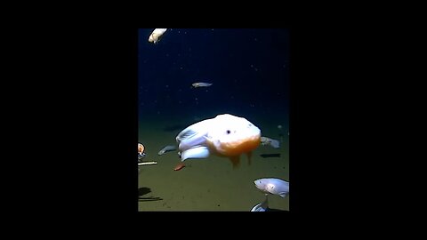 Newly Discovered Fish Shatters Record for Deepest Ever Filmed!
