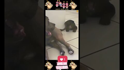 39_😂🐶😂 Baby Dogs - Cute and Funny Dogs Video 😂🐶😂 (2022)