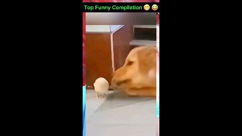 dogs funny videos please follow me friends