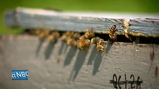 Great Outdoors: Buzzing bees at Fox Honey Farm