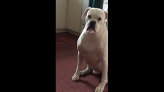 Guilty Boxer knows he's in trouble