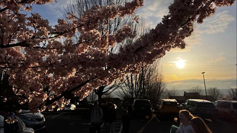 Cherry Blossom @ Seattle Christian School 03/28/2022 7:44am