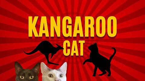Holy Cat | Kangaroo Long Jumping Skillz | Spots & Boots