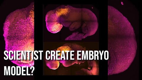 Remarkable Discovery_ Creating Human Embryo Models