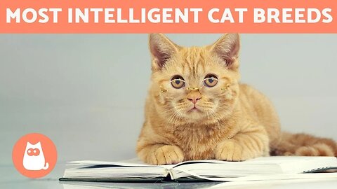 The intelligent Cats of YouTube: The smartest cats in the world | Intelligent Cats know all Tricks
