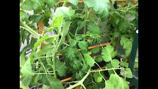 Growing Tomatoes in Grow Bag