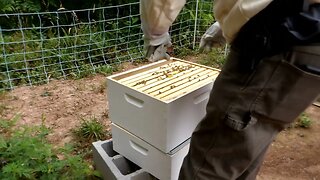 Taking care of the bees at the Homestead today.