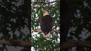 bald eagle