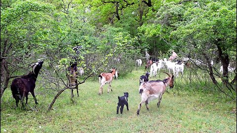 Странствия по дикой природе: приключение коз в лесу