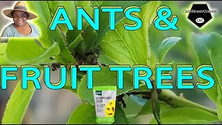 #ants & #fruittrees - #catshobbycorner