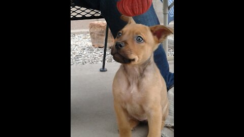 Roadrunner plays with puppy Koda!