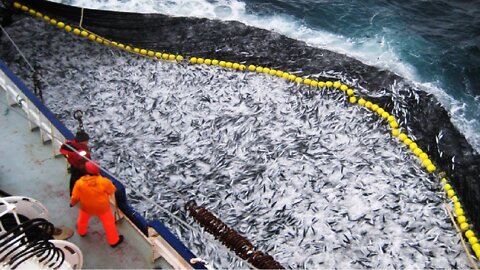 Amazing Anchovy Fishing - Catching Ton of Anchovy on The Sea - Anchovy Canned Processing Factory