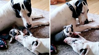 Boston Terrier Puppy Takes On Great Danes