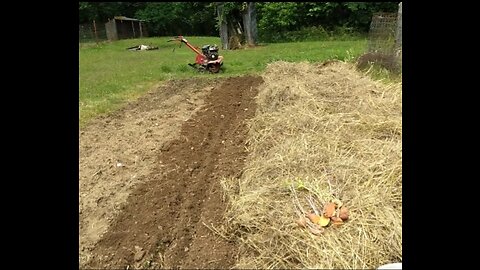 How CrazyFarmLady Plants Sweet Potatoes