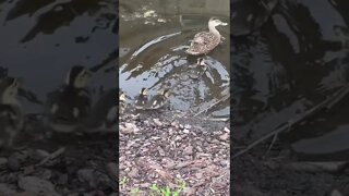 Mama Mallard and Babies #shorts #duck #ducks #theducksong