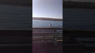 Seagull Hanging out at Ocean Beach Pier!