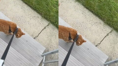 dog goes for a walk with his mistress for the first time