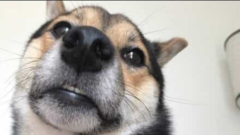 Cão mostra amor... com os dentes!