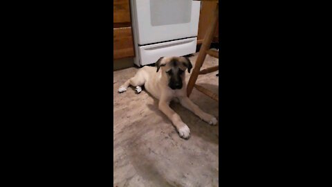 Playing with our Anatolian Shepherd pup