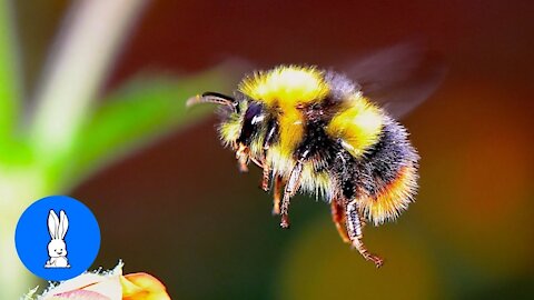 Giant Furry Bumblebees - CUTE Compilatio