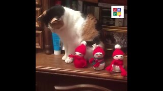 Destructive cat hates Christmas
