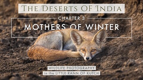 Filming Foxes in the Little Rann of Kutch | DESERTS OF INDIA Chapter 3 - MOTHERS OF WINTER