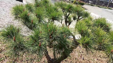 evergreen young pine