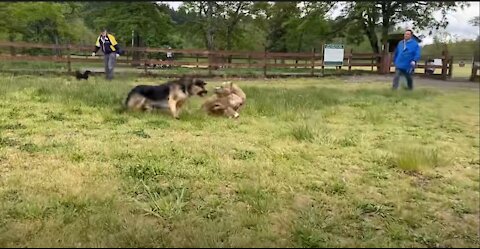 German Shepherd Attacks Pitbull [OFF LEASH PARK]