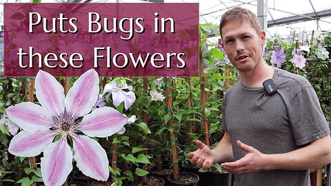 Why This Grower Puts Bugs Right Into Flowers